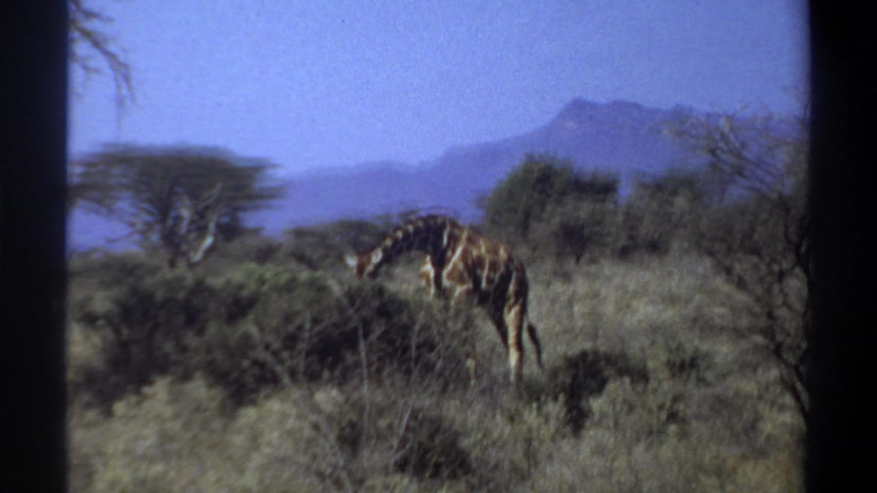 1969 Sudan 8mm frame showing a giraffe bending to graze among shrubs, with acacia-like trees and mountains beyond.