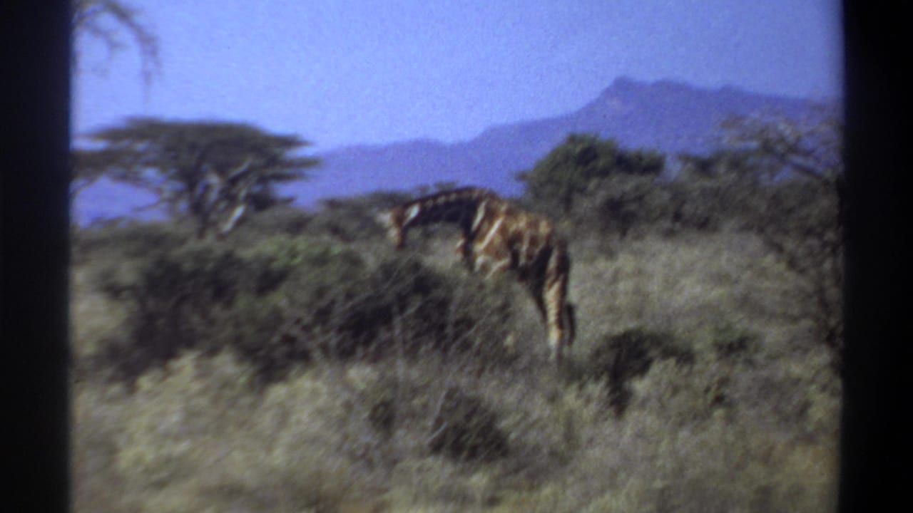 1969 Sudan 8mm frame with a giraffe partly obscured by shrubs, framed by dry grass, trees, mountains, and blue sky.