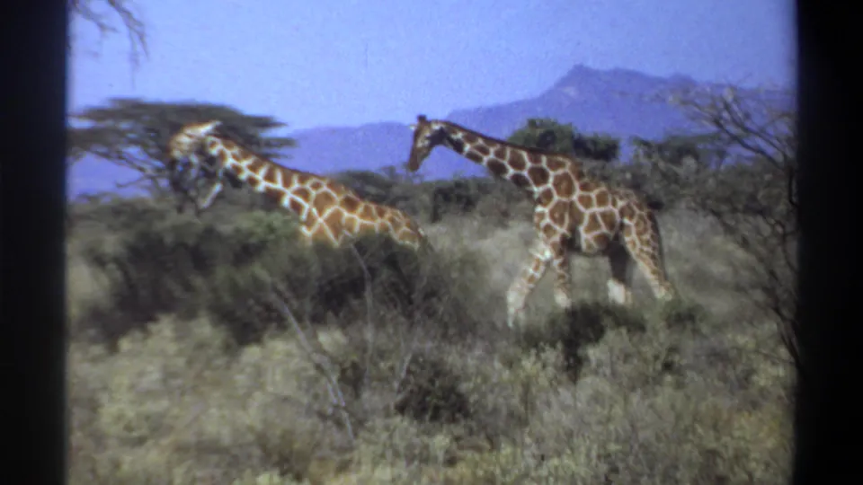 1969 Sudan 8mm frame showing two giraffes in open savanna, one nearer the camera and one approaching from the right.
