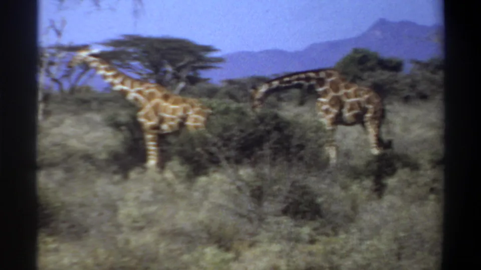 1969 Sudan 8mm frame with two giraffes among savanna shrubs, one stretching its neck while the other remains partly behind brush.