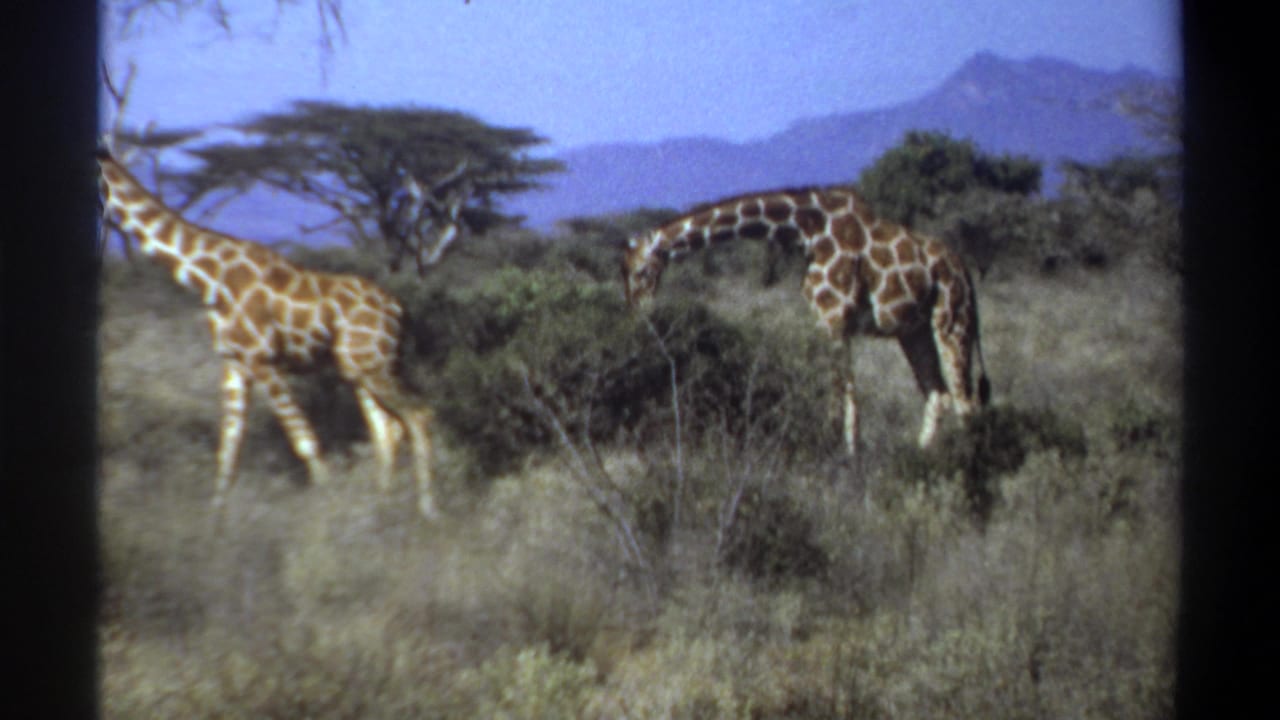 1969 Sudan 8mm frame showing two giraffes moving through brush and dry grass with trees and mountains in the background.