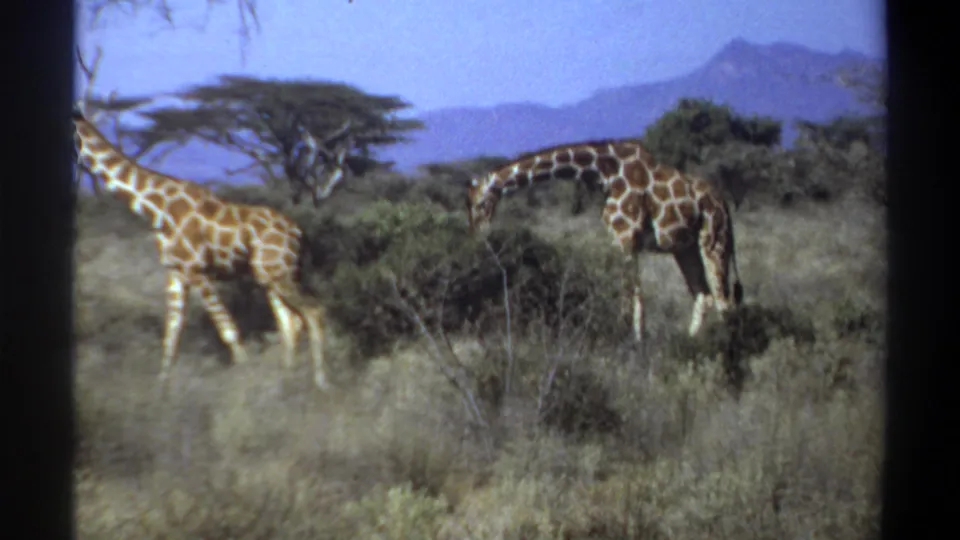 1969 Sudan 8mm frame showing two giraffes moving through brush and dry grass with trees and mountains in the background.