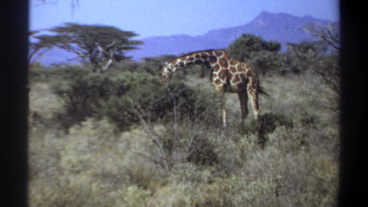 A giraffe stands partly behind shrubs in open grassland with trees and mountains behind it.