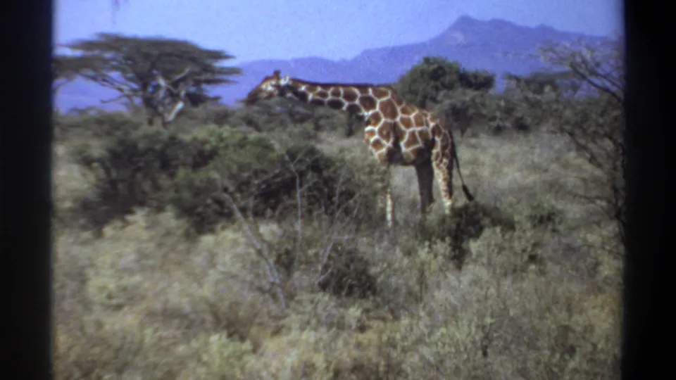 1969 Sudan 8mm frame showing a giraffe grazing or lowering its head near shrubs in dry savanna vegetation.