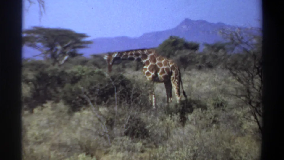 1969 Sudan 8mm frame of a giraffe standing among savanna shrubs with dry grasses, trees, and distant mountains visible.