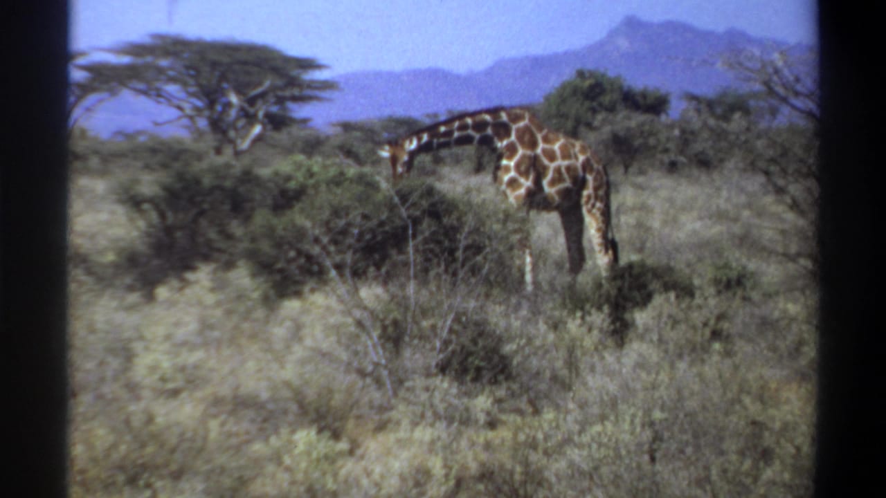 Giraffe bending to feed among shrubs in a dry savanna with distant hills.