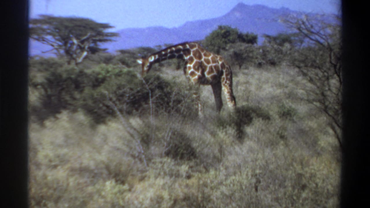 1969 Sudan 8mm frame with a giraffe feeding from brush, framed by dry grass, trees, distant hills, and blue sky.