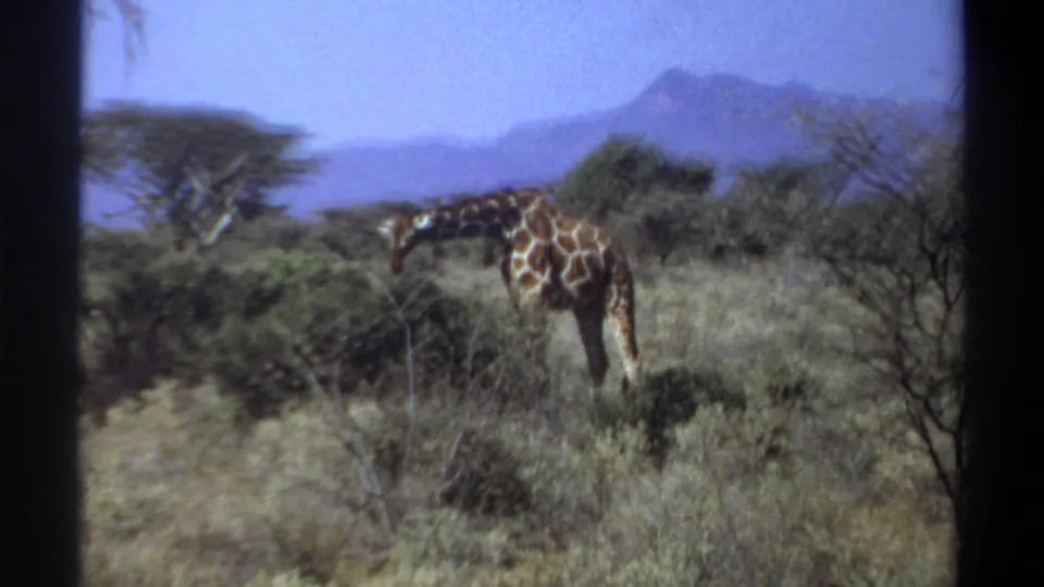 1969 Sudan 8mm frame showing a giraffe partly surrounded by scrub and dry grass, with trees and hazy hills in the background.