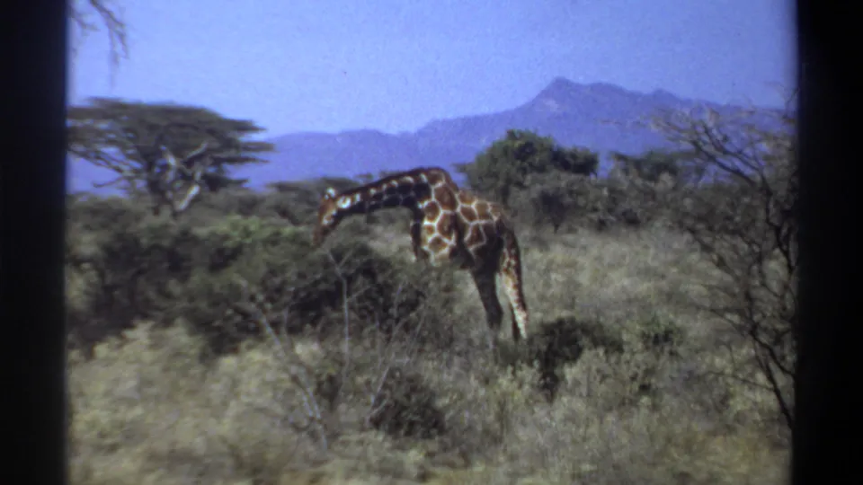 1969 Sudan 8mm frame of a giraffe browsing beside shrubs, with open grass, scattered trees, hills, and visible film borders.