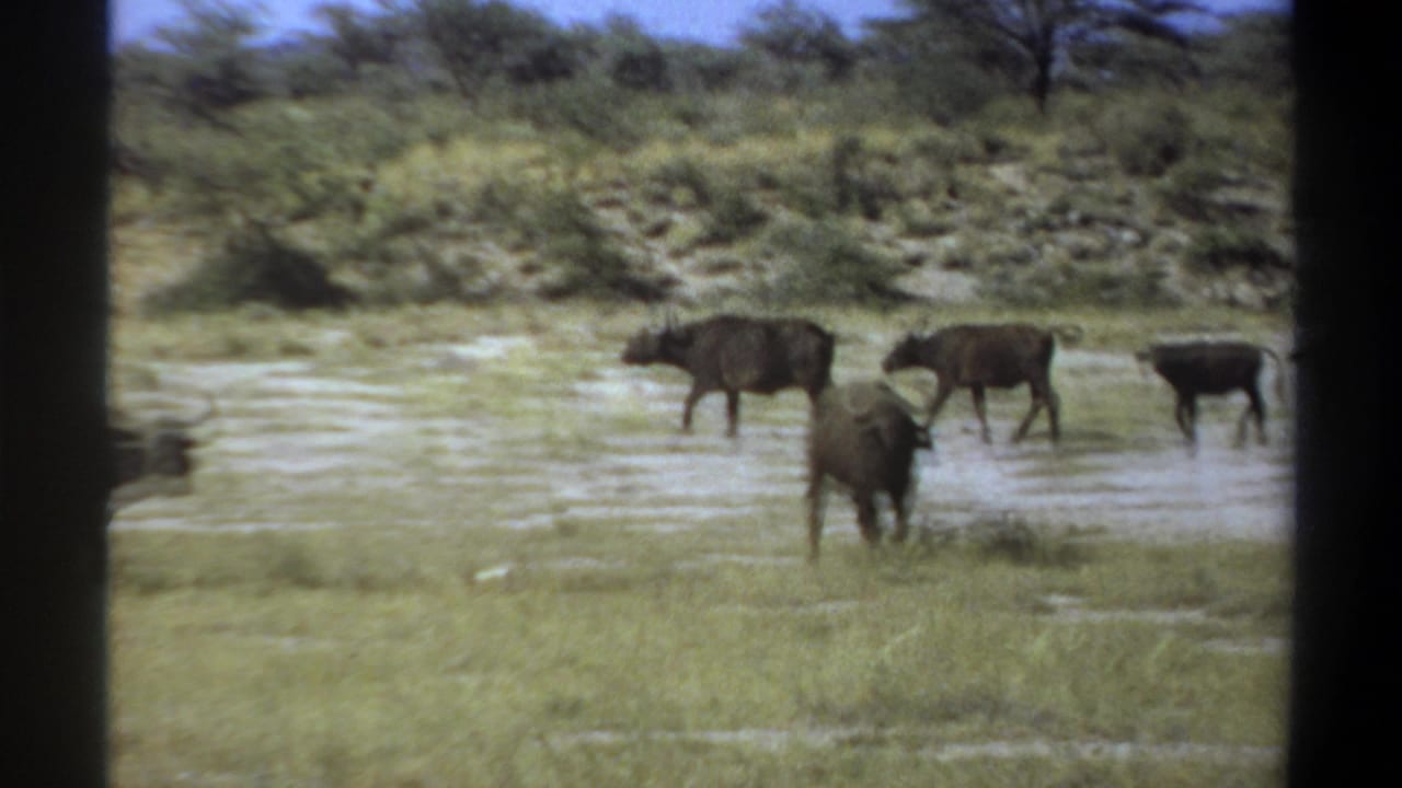 1969 Sudan 8mm frame showing African buffalo near shallow muddy water, with grass, shrubs, trees, and distant hills.