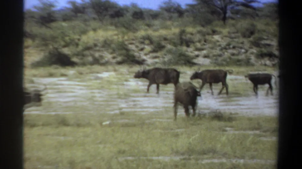 1969 Sudan 8mm frame showing African buffalo near shallow muddy water, with grass, shrubs, trees, and distant hills.