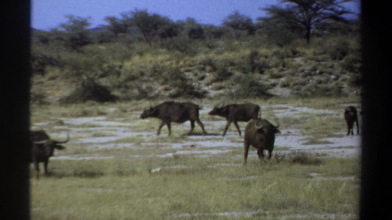 1969 Sudan 8mm frame with buffalo moving across a wet, pale clearing in a savanna landscape.