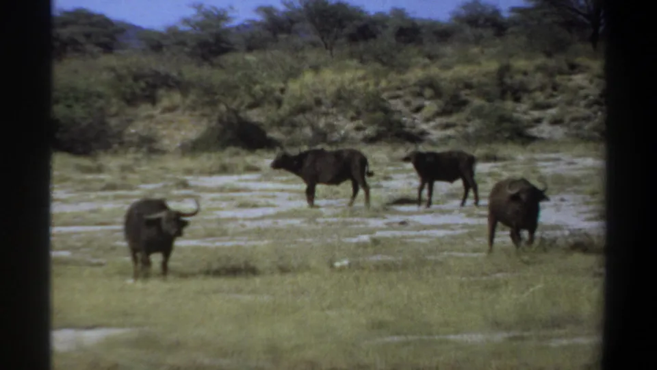 1969 Sudan 8mm frame showing buffalo spaced across grass and mud in an open savanna setting.