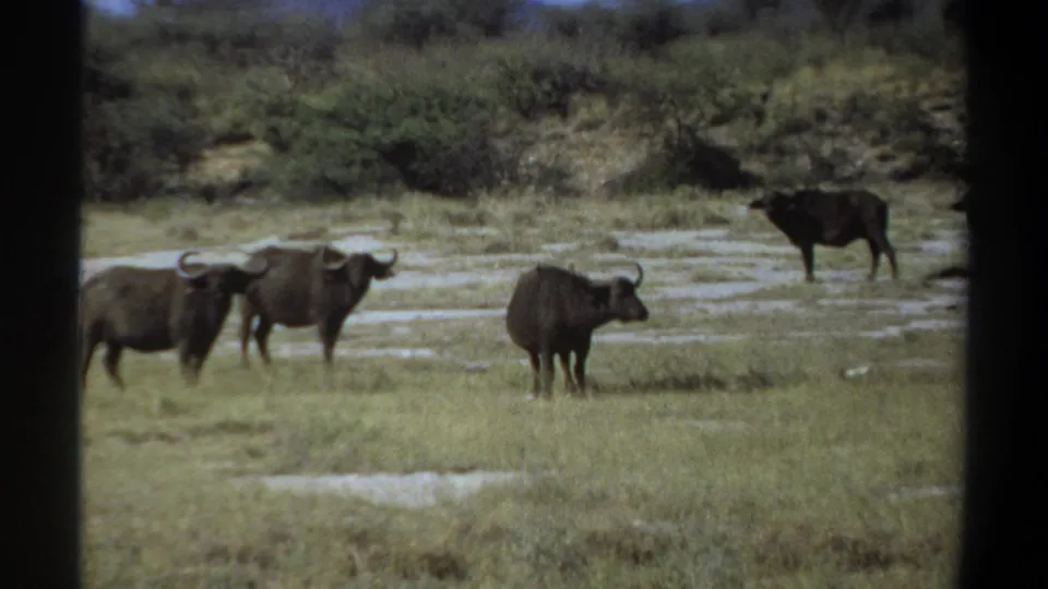 1969 Sudan 8mm frame of African buffalo in grass beside a muddy watering area, framed by shrubs and trees.