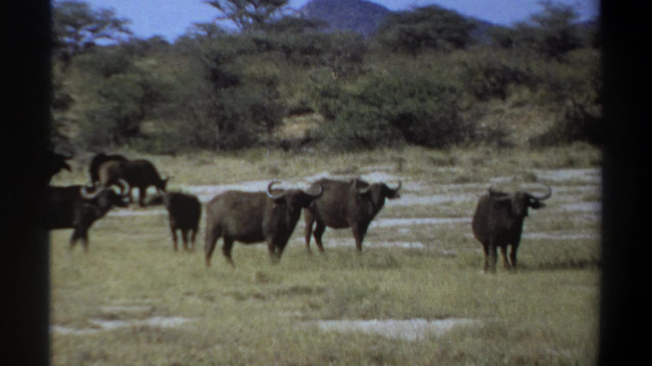 1969 Sudan 8mm frame showing African buffalo grazing near a water source with trees and low hills in the background.