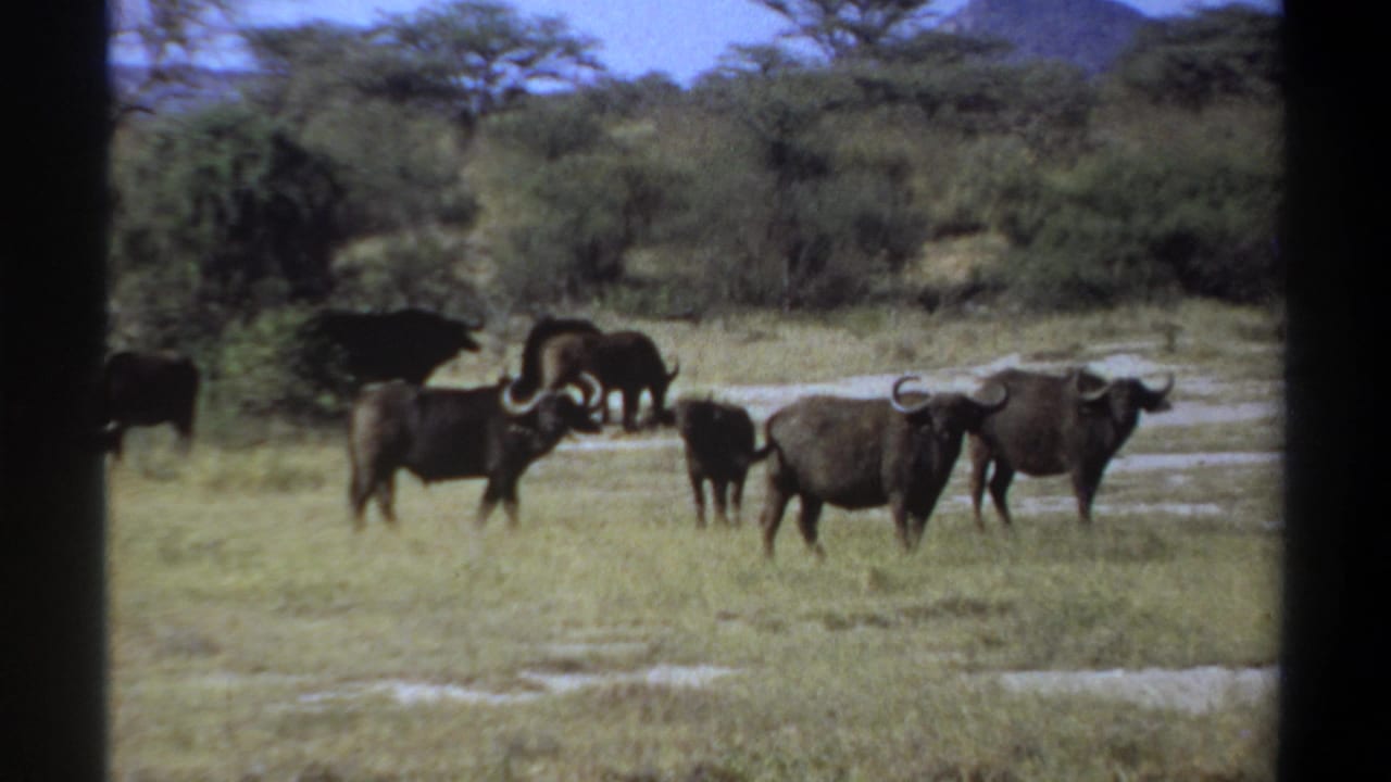 Several buffalo move and graze across a grassy clearing beside a light-toned water patch.