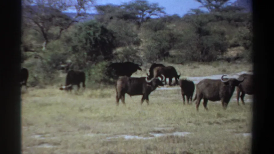 1969 Sudan 8mm view of buffalo grazing in a sunlit savanna with brush, trees, and soft handheld framing.
