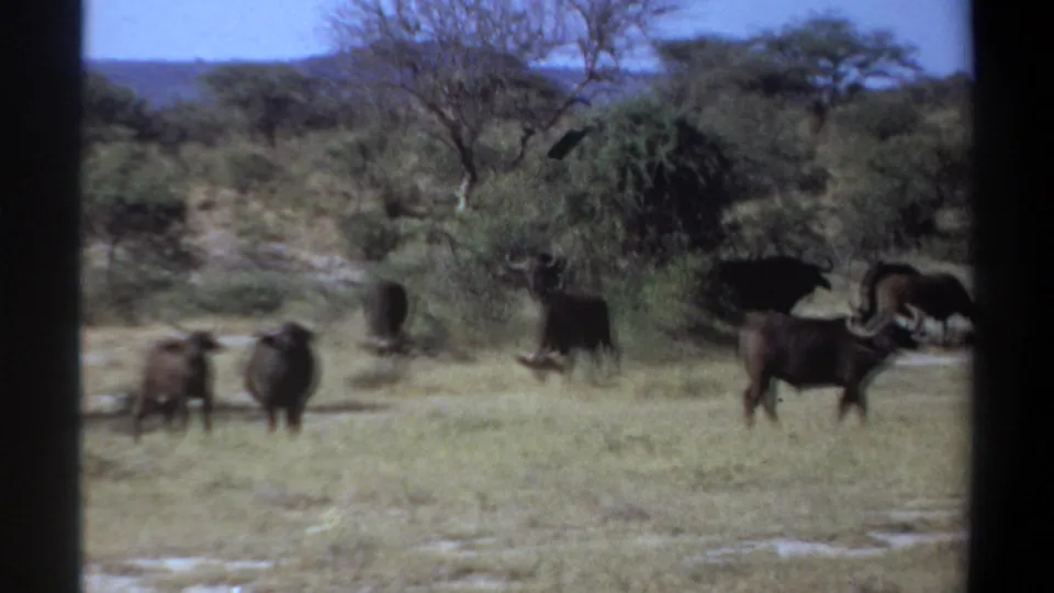 1969 Sudan home-movie frame showing buffalo in motion or soft focus across savanna grass near trees and brush.
