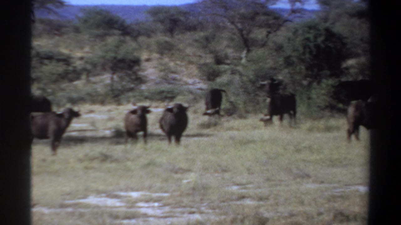 1969 Sudan 8mm frame showing a small group of buffalo spread across grassy savannah with scrub and distant hills.