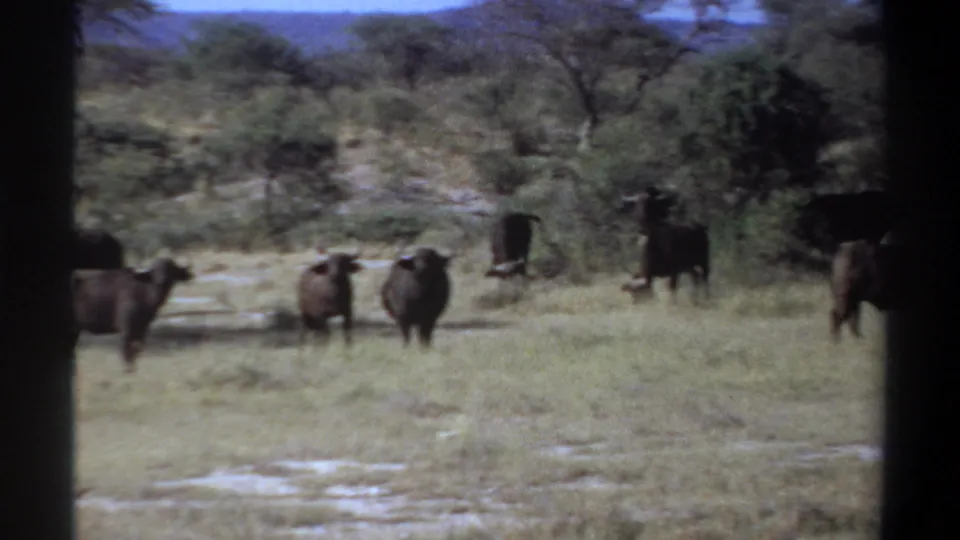 1969 Sudan 8mm frame showing a small group of buffalo spread across grassy savannah with scrub and distant hills.