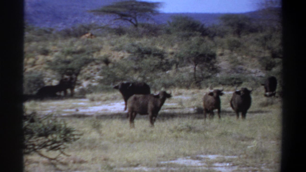 1969 Sudan 8mm frame with buffalo scattered across savannah, some facing the camera, with acacia-like trees and hills behind.
