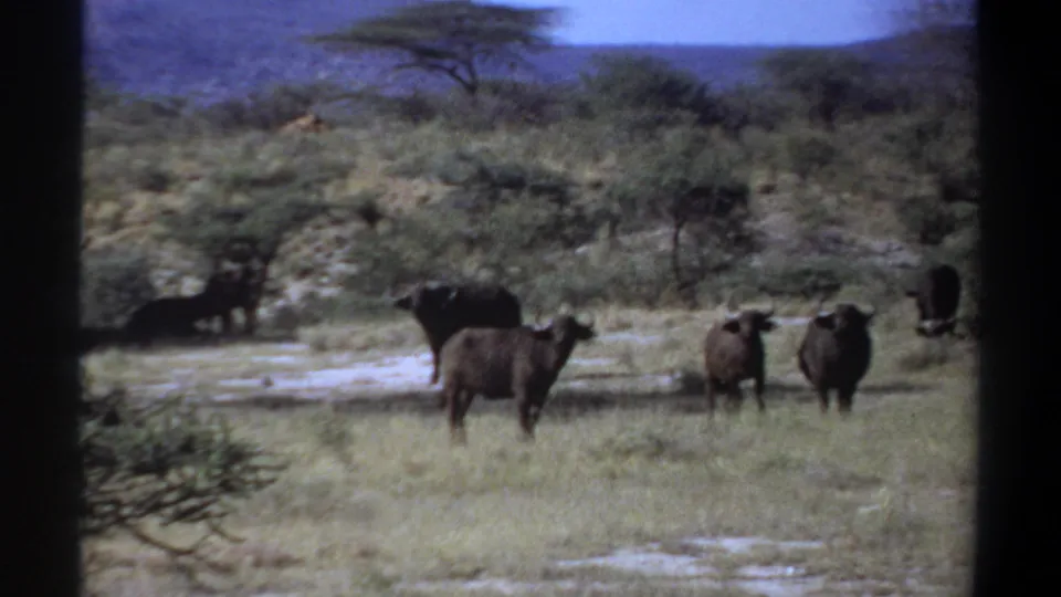 1969 Sudan 8mm frame with buffalo scattered across savannah, some facing the camera, with acacia-like trees and hills behind.