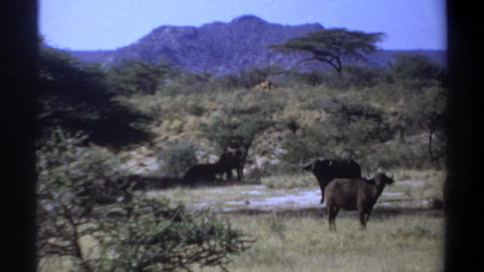 1969 Sudan 8mm frame showing buffalo in a sparse savannah setting, with one standing near the foreground and hills beyond.