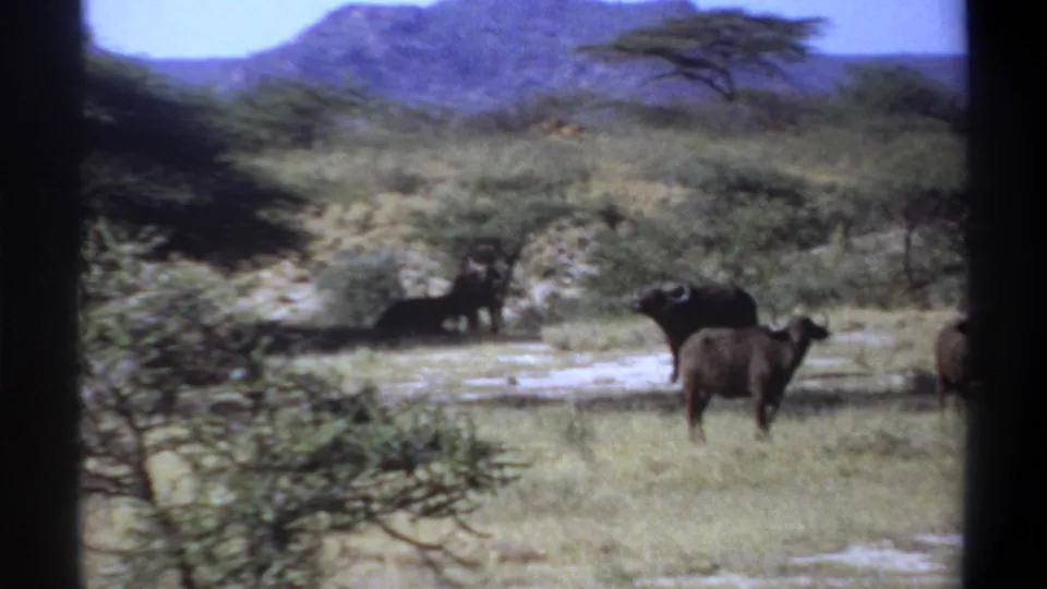1969 Sudan 8mm frame of buffalo in open savannah, framed by dark film edges with low trees and distant hills visible.