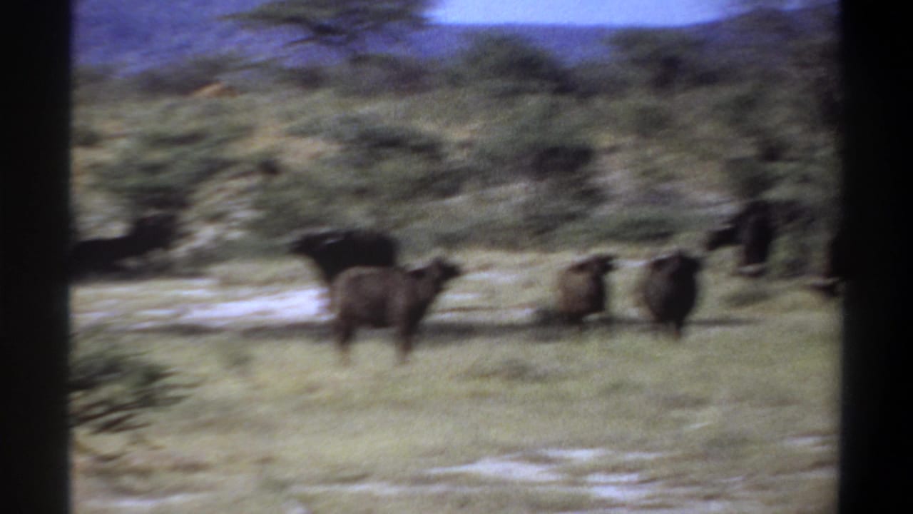 1969 Khartoum home-movie frame showing buffalo in a grassy savanna with scrub trees, pale ground, and visible 8mm frame edges.