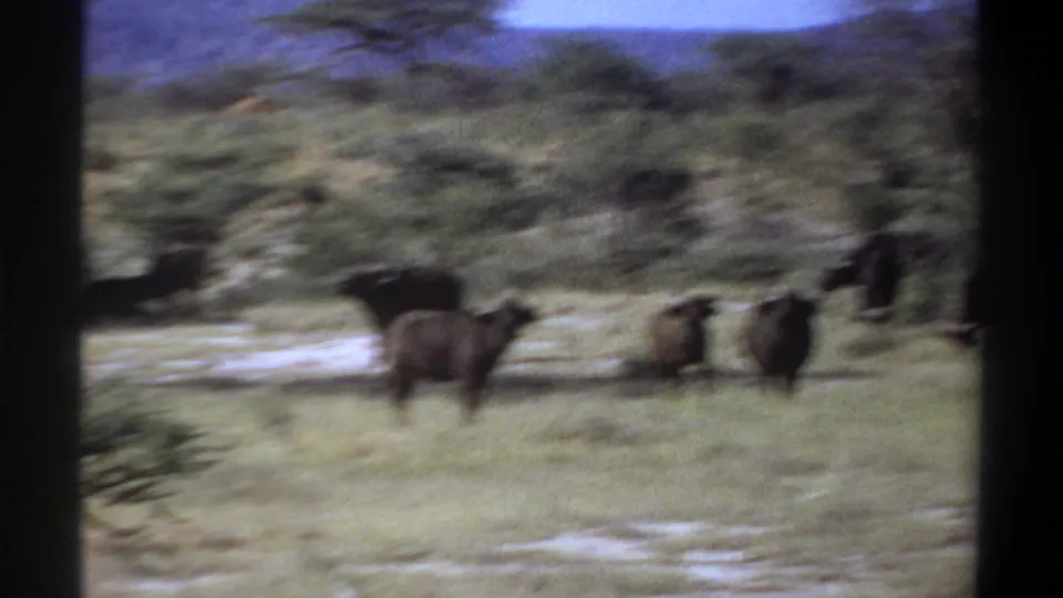 1969 Khartoum home-movie frame showing buffalo in a grassy savanna with scrub trees, pale ground, and visible 8mm frame edges.