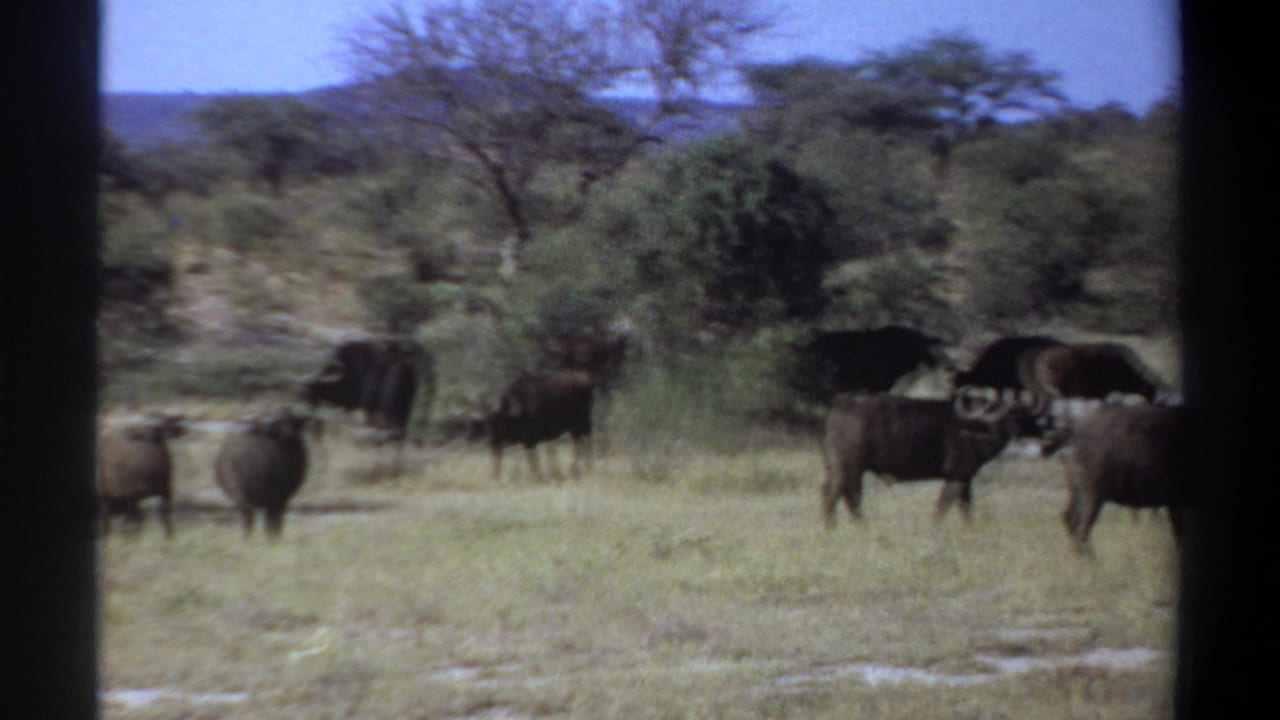 Several buffalo standing and walking in grass near bushes and low trees.