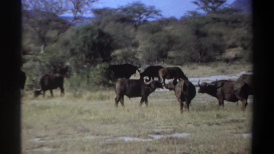 1969 Khartoum home-movie frame showing buffalo clustered in dry grass, with brush, trees, and soft 8mm color visible.