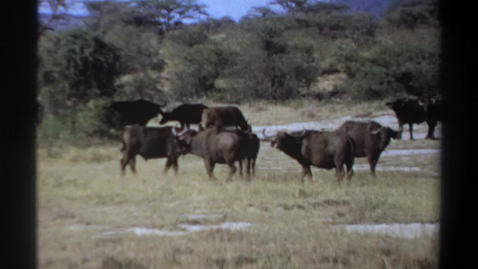 1969 Khartoum 8mm frame showing buffalo across a dry savanna clearing with shrubs, trees, and faded color.