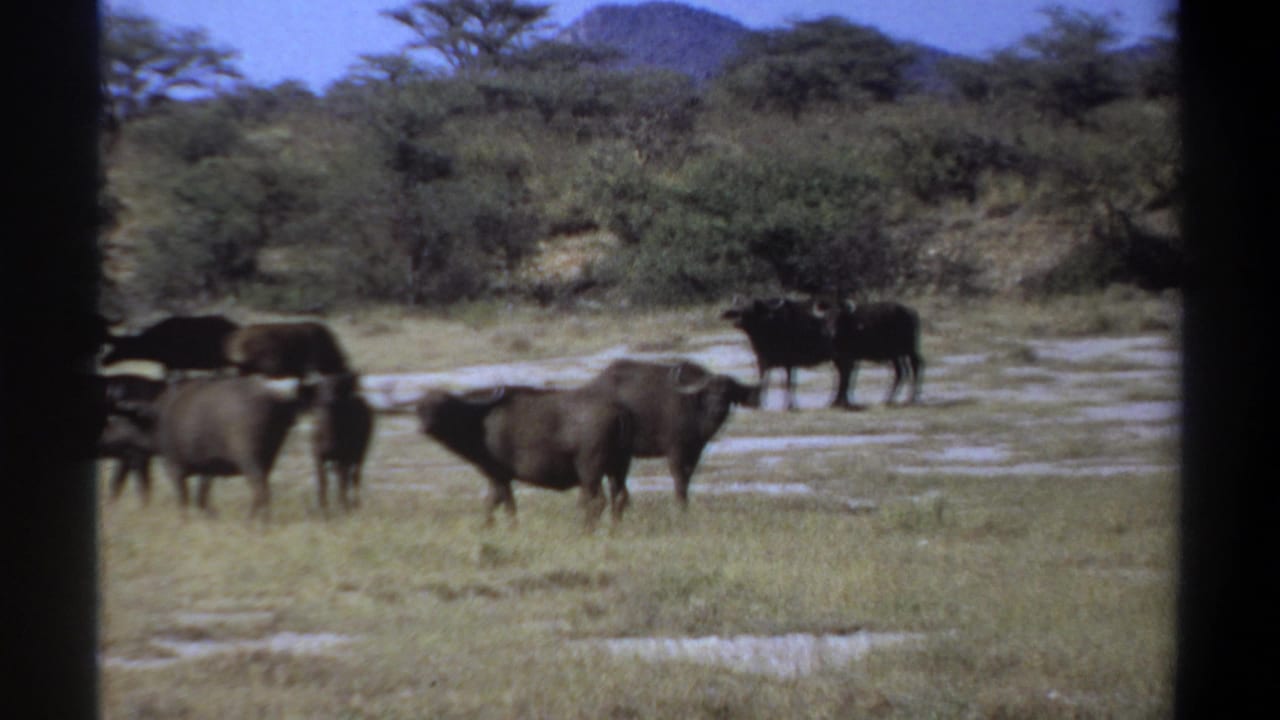 Several buffalo stand and walk across a grassy savanna with shrubs and distant hills.