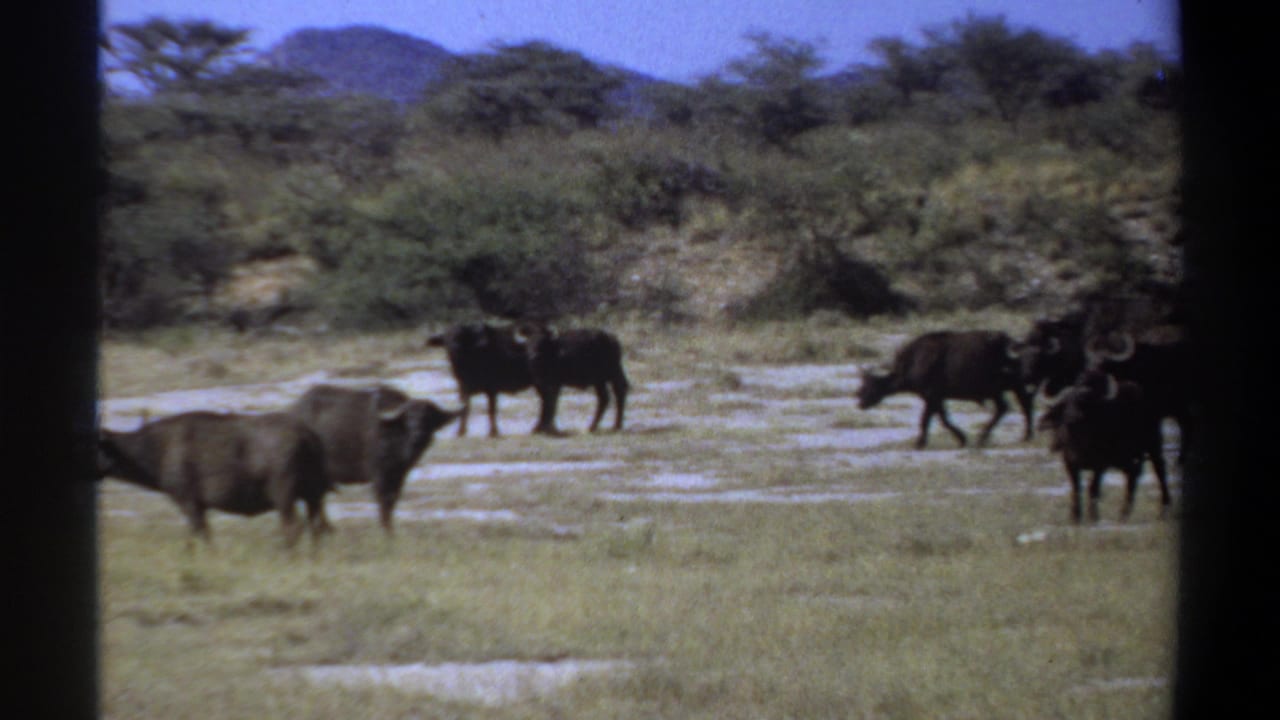 1969 Sudan 8mm frame with buffalo crossing a dry savanna area, backed by scrub trees and low hills.