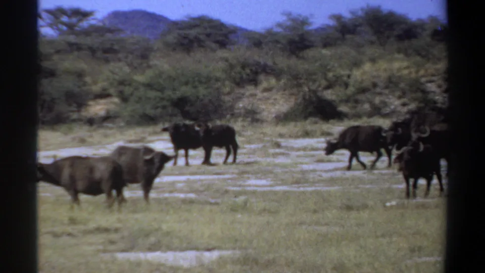 1969 Sudan 8mm frame with buffalo crossing a dry savanna area, backed by scrub trees and low hills.