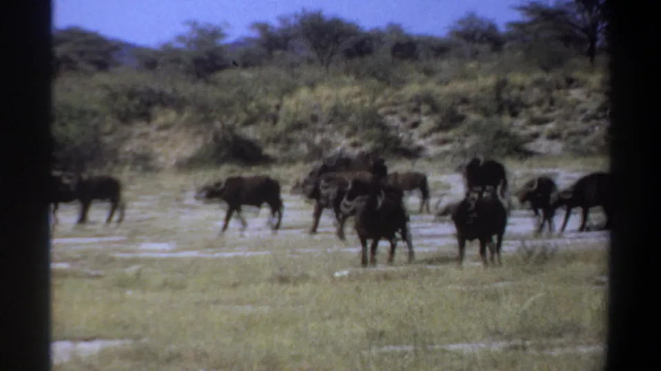 1969 Sudan 8mm frame showing a buffalo herd moving through dry grass and pale soil below dense scrub.