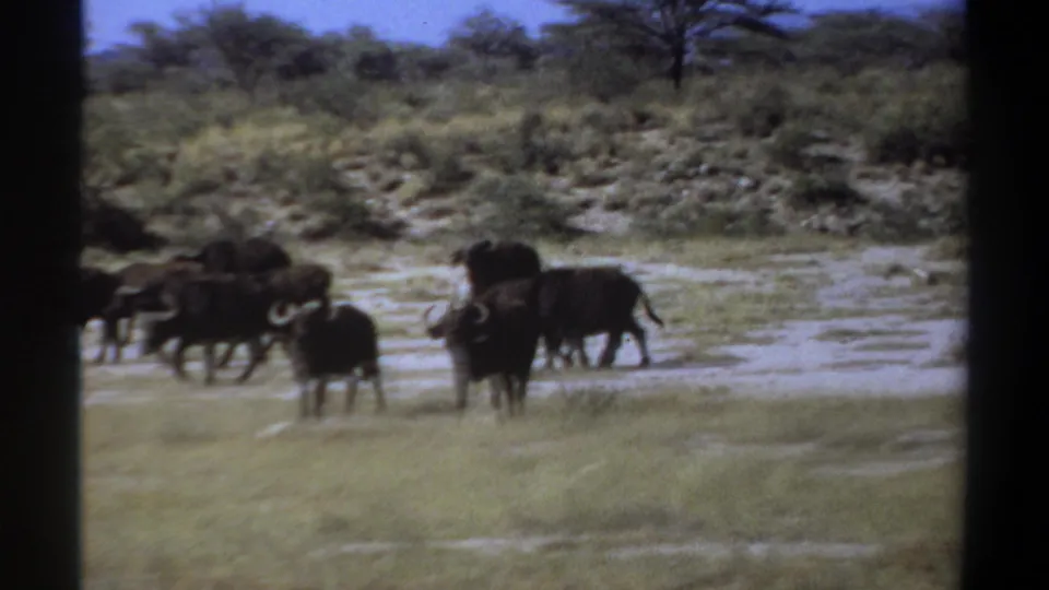 1969 Sudan 8mm frame of buffalo moving across a dry savanna field with scrub, trees, and soft film blur.