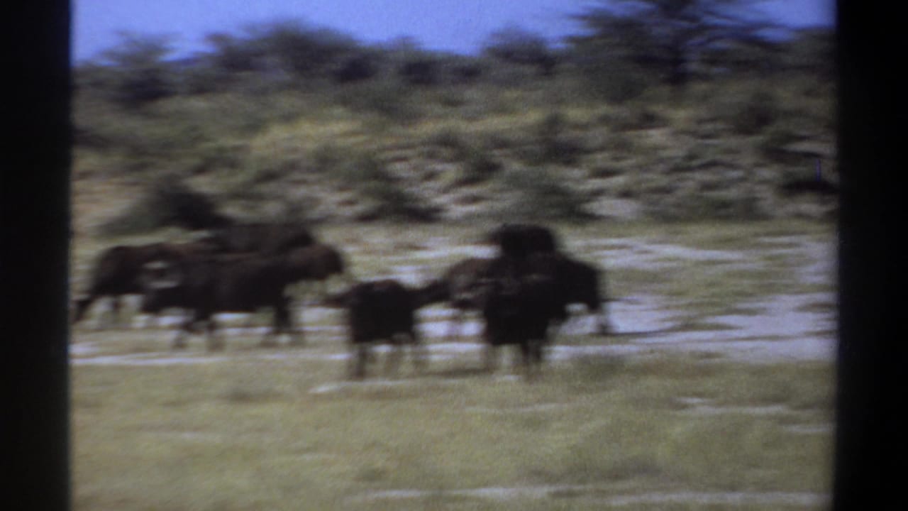 1969 Sudan 8mm frame showing African buffalo in a grassy savanna, softened by motion blur and dark contact-sheet borders.
