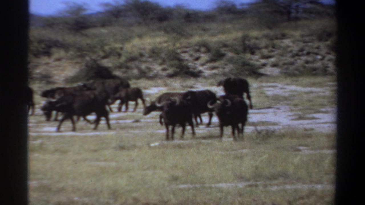 African buffalo appear in a sunlit savanna near Khartoum, Sudan, with scrub vegetation and shallow wet patches visible in the 8mm frame.