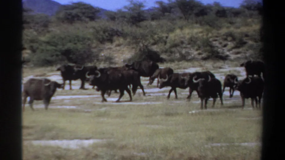 1969 8mm footage frame from Sudan showing buffalo across a grassy plain, with brush and trees behind them.