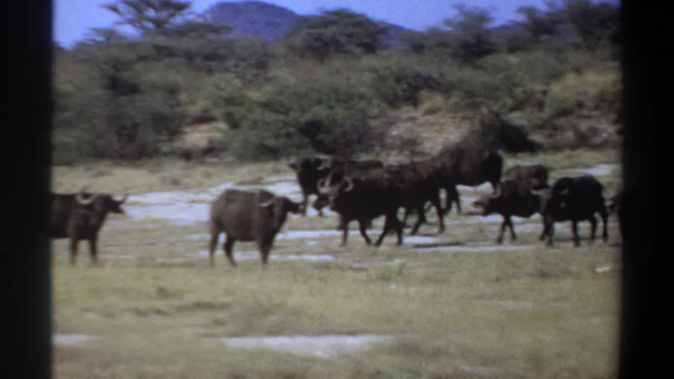 A late-1960s Sudan home-movie frame shows buffalo moving through savanna grass, with soft focus and visible film grain.