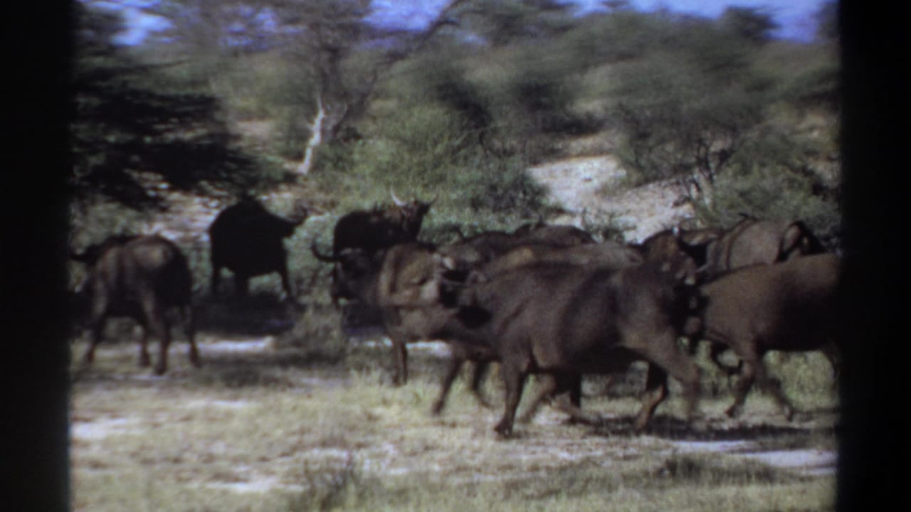 African buffalo herd moving across dry savanna with trees and dark film borders.