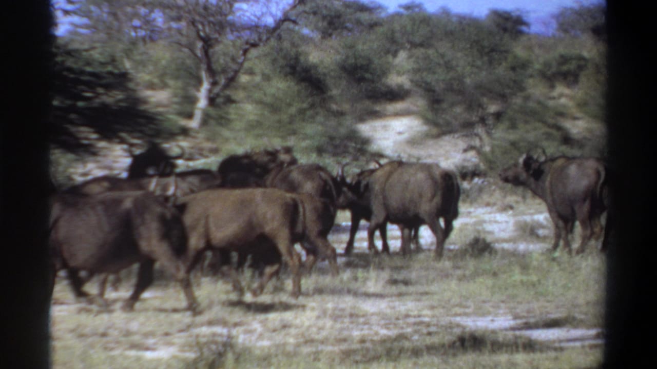 1969 Sudan home-movie frame with a buffalo herd moving past brush and trees in a dry savanna landscape.