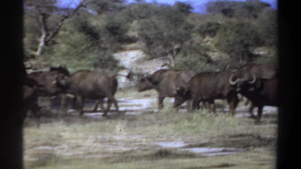 1969 Sudan 8mm frame showing buffalo spread across pale grassland with trees and scrub in the background.