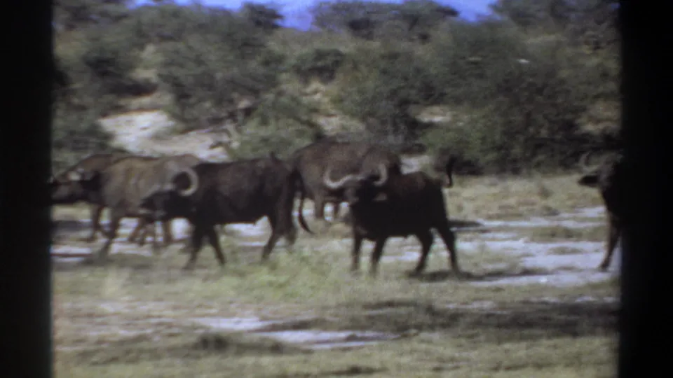 1969 Sudan home-movie frame of African buffalo walking through dry savanna, partly obscured by dark 8mm frame borders.