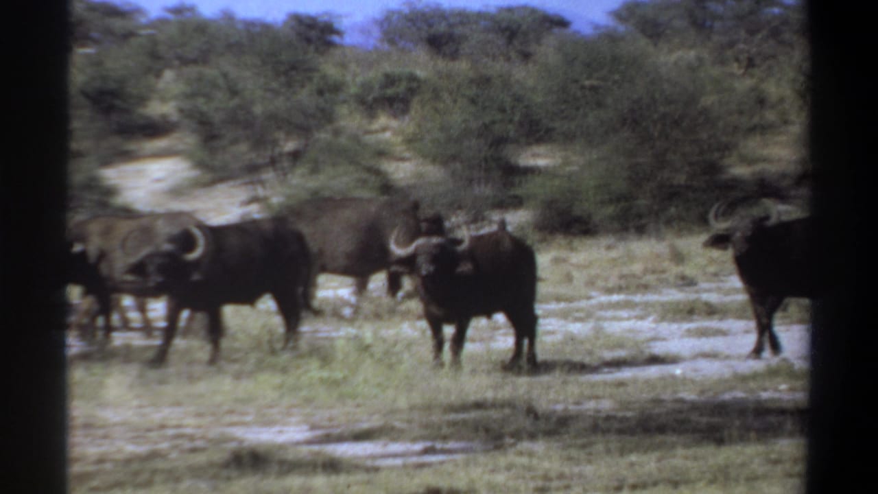 Buffalo herd standing and moving across dry brushland with trees in the background.