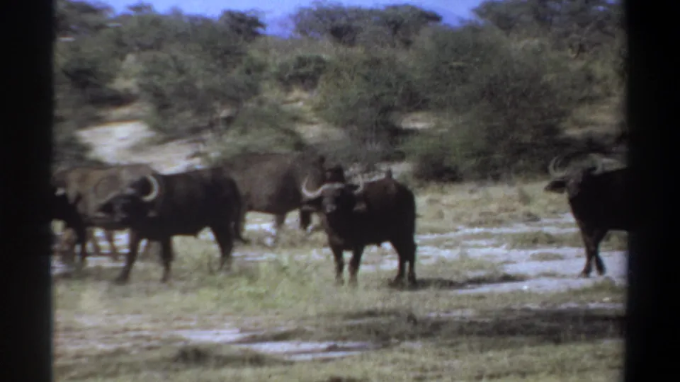 1969 Sudan 8mm frame showing Cape buffalo with curved horns on pale dry ground near low brush and scattered trees.
