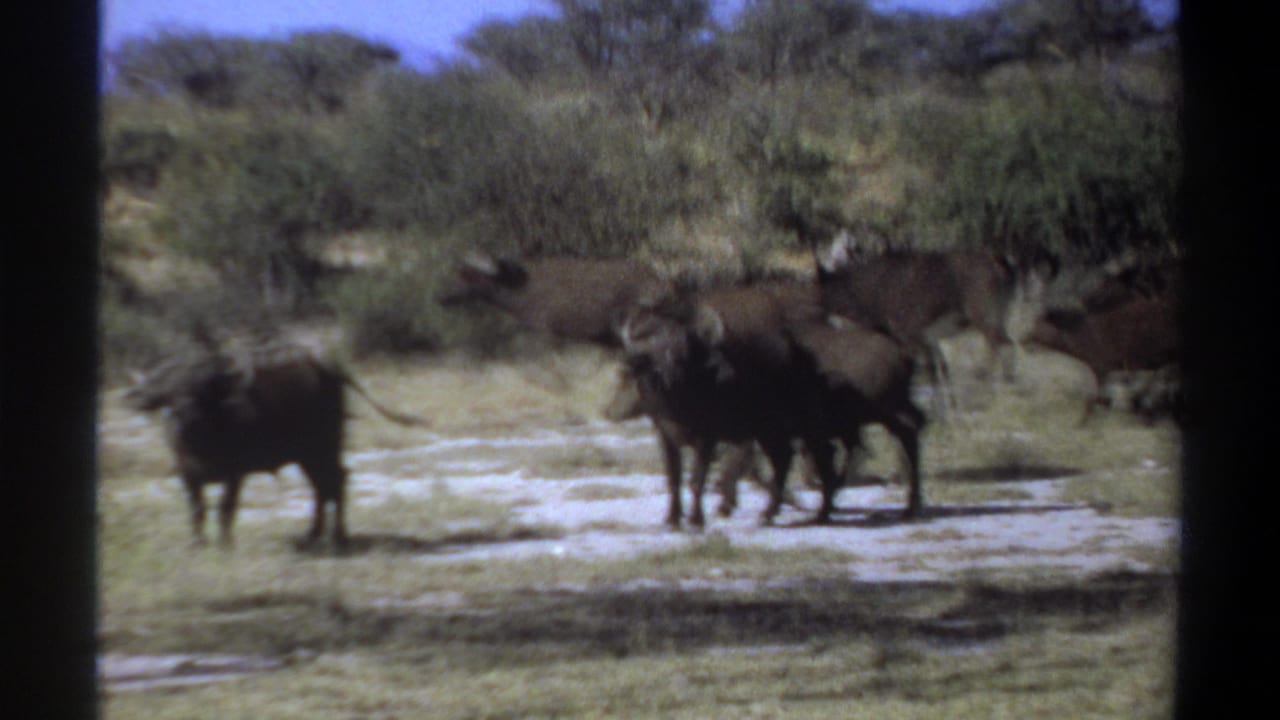 1969 Khartoum, Sudan home-movie frame of buffalo crossing a parched area beside dense low shrubs.