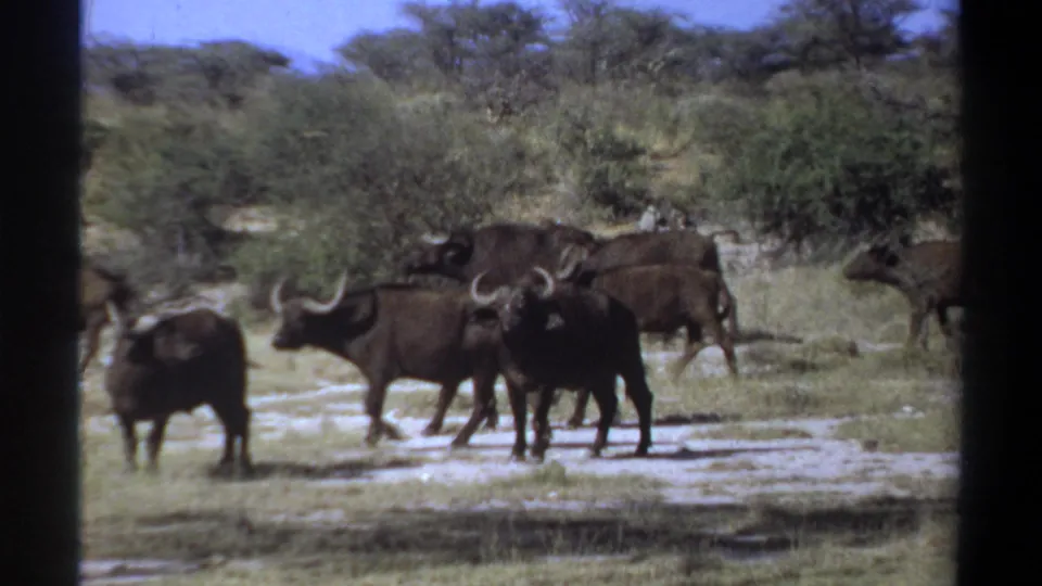 Vintage 8mm frame from Sudan showing a horned buffalo group clustered on dry savanna ground.
